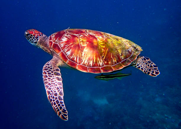 istock green sea turtle (Chelonia mydas) swimming 1443038594