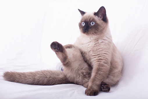 high angle view of a siamese cat laying on brown background floor looking up at camera