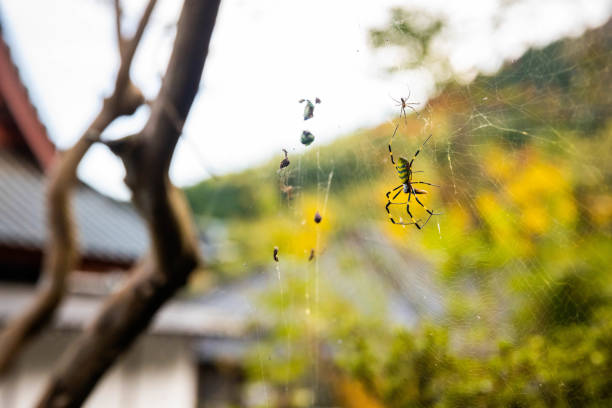 Beautiful japanese yellow joro spider in the net close up