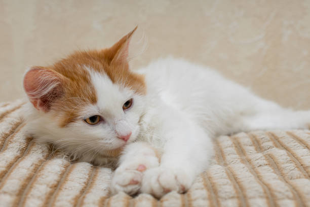 domestic kitten lies on a soft blanket. cat lies on a blanket. High quality photo