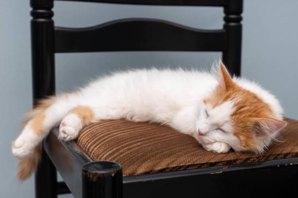 white cat sleeping on a soft chair. kitten sleeping on a chair. High quality photo