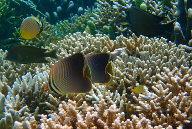among fishes : eastern triangle butterflyfish (Chaetodon baronessa), striated surgeonfish (Ctenochaetus striatus) and melon butterflyfish (Chaetodon trifasciatus).\nBatanta island, Raja Ampat, West Papoua, Indonesia