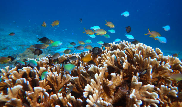 istock colored fishes and acropora coral 1443043921
