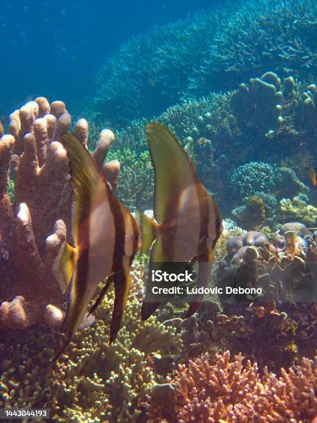 Two Pinnate Spadefishes Stock Photo - Download Image Now - Animal, Animal Themes, Animal Wildlife