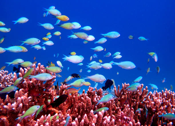 istock colored fishes and acropora coral 1443044194