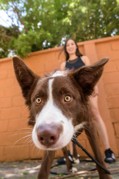 istock Pet dog looking directly at the camera 1443045372
