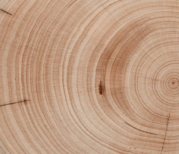 istock Abstract wood background - old boards with paint background annuals rings. 1443045390