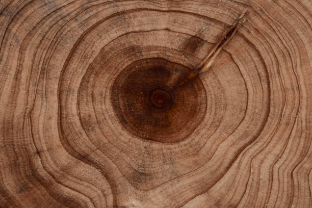istock Abstract wood background - old boards with paint background annuals rings. 1443045404