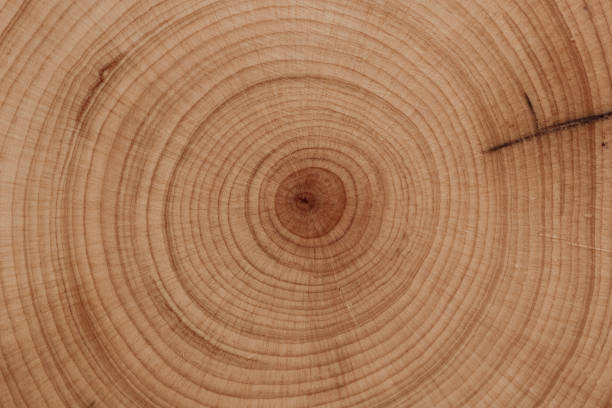 istock Abstract wood background - old boards with paint background annuals rings. 1443045420