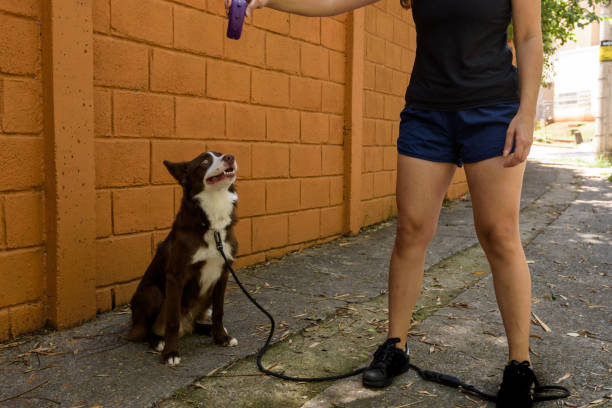 Young girl walks her dog along the sidewalk Young girl walks her dog along the sidewalk getty image stock pictures, royalty-free photos & images