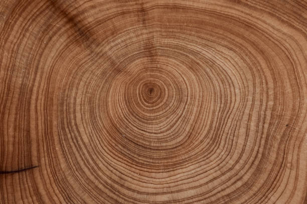 istock Abstract wood background - old boards with paint background annuals rings. 1443045452