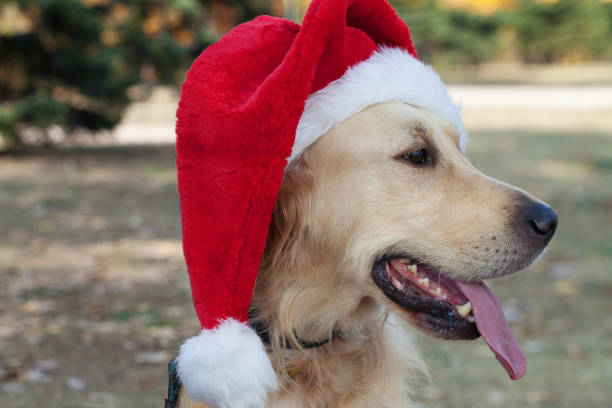 Golden Retriever wearing a Santa hat