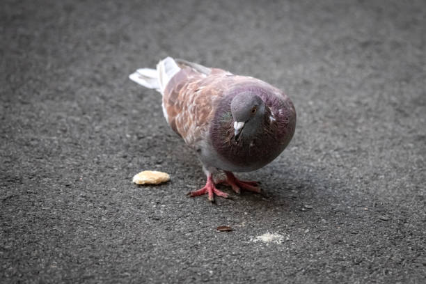 istock A pigeon on the asphalt eats crumbs 1443045524