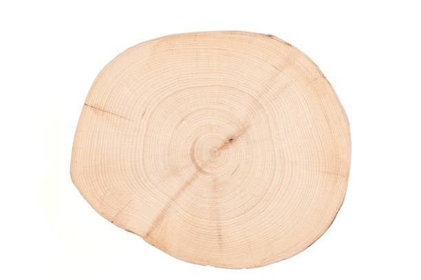 istock Abstract wood background - old boards with paint background annuals rings. 1443045549