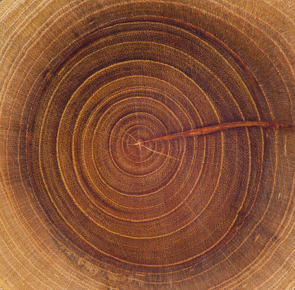 Section of the tree trunk with annual rings