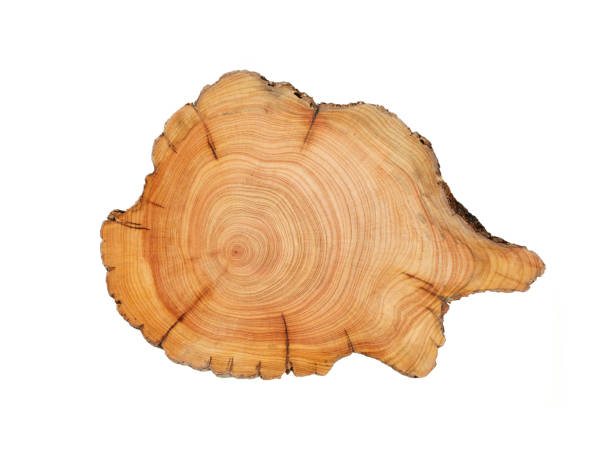 istock Wood plank to use as background and texture. 1443045756