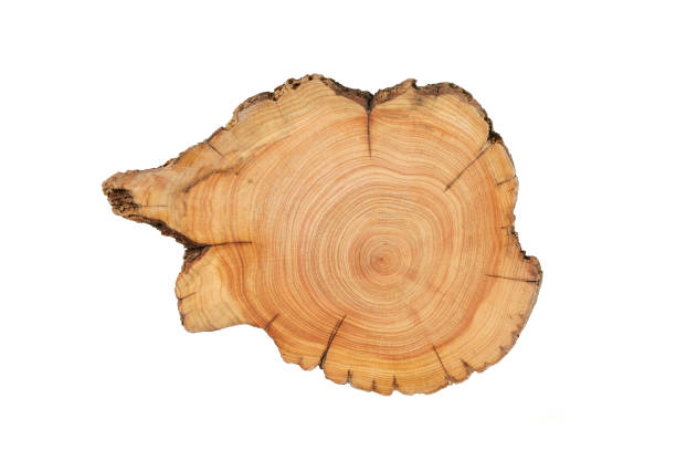 istock Wood plank to use as background and texture. 1443045757