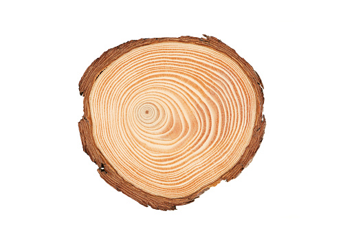 top view closeup of brown slice of freshly cut wood with dense concentric growth rings and bark on edges isolated on white background