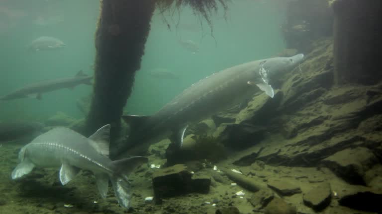 Swimming white sturgeon Bonneville Fish Hatchery and Sturgeon Center Columbia River Oregon