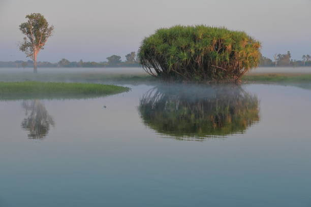 nebliger sonnenaufgang über yellow water-ngurrungurrudjba billabong mit pandanus und papierrindenbäumen. cooinda-australien-210 - screwpine stock-fotos und bilder