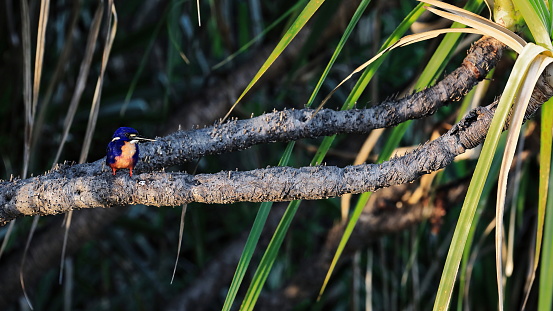 Azure kingfisher bird perched on a waterside branch overhanging the Yellow Water-Ngurrungurrudjba Billabong while watching for prey: fish-crustaceans-insects-frogs also. Cooinda-Northern Territory-Australia