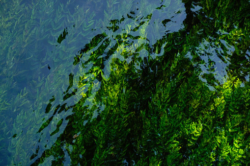 Emerald algae background. Ecosystem concept. Blur under water. Sorgue river, Fontaine de Vaucluse, France. Famous place.
