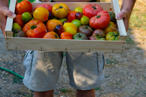 istock Wooden box with tomatoes in the man's hands. 1443048665