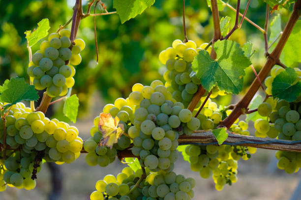 istock Ripe grapes in the morning sunlight. 1443050600
