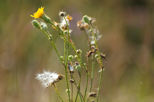 Close-up of perennial sowthistle flowers with blurred background