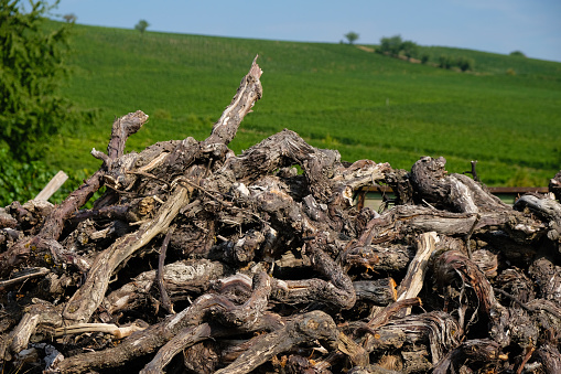 A heap of uprooted old and dry vines. Vineyards in the background. Wine region. Bodenheim, Rhineland-Palatinate, Germany.