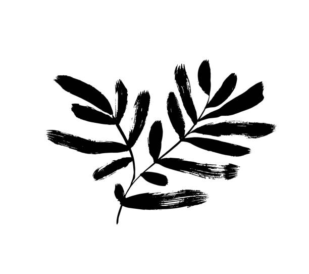 Branch with long rounded leaves isolated on white background. Branch with long rounded leaves isolated on white background. Hand drawn black brush botanical silhouette. Long bold olive or eucalyptus leaves on twig. Vector illustration of simple tropical plant. olive branch stock illustrations