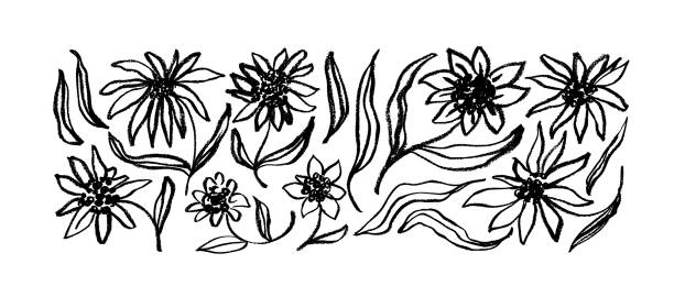 kamille oder aster blüht isoliert auf weißem hintergrund. - scribble inks on paper black art stock-grafiken, -clipart, -cartoons und -symbole