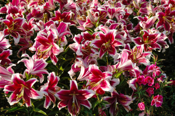 lily 'flashpoint' in giardino dopo la pioggia. fiori di borgogna con bordi bianchi. - giglio giapponese foto e immagini stock