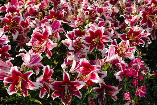 Lily 'Flashpoint' in the garden after the rain. Burgundy flowers with white-edged.
