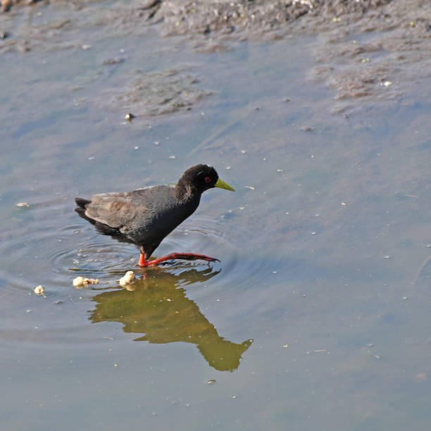 istock Black Crake (Amaurornis flavirostra) with characteristic red legs and bright yellow bill 1443051947