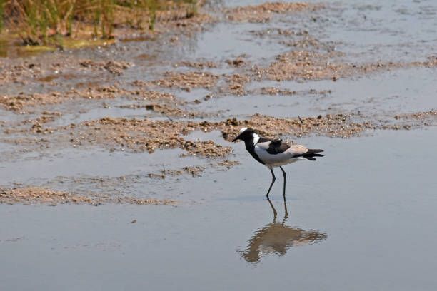 avefría herrera (vanellus armatus) forrajeando en la orilla del agua - riverbank marsh water pond fotografías e imágenes de stock