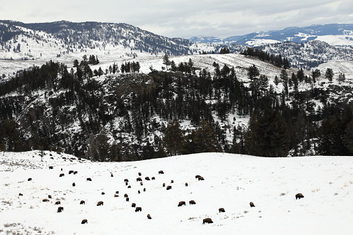 Bison in Winter Landscape in Yellowstone National Park