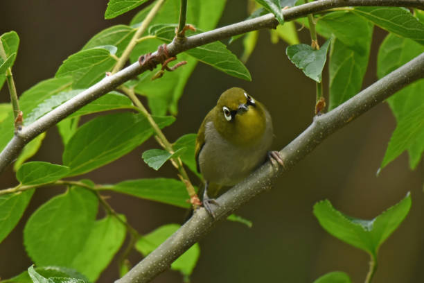 istock Cape White-eye (Zosterops virens) skulking in bush 1443053224