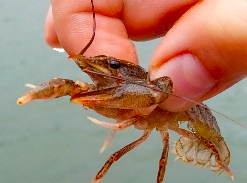 Cancer has opened its crabs. Fingers hold the crab. High quality photo