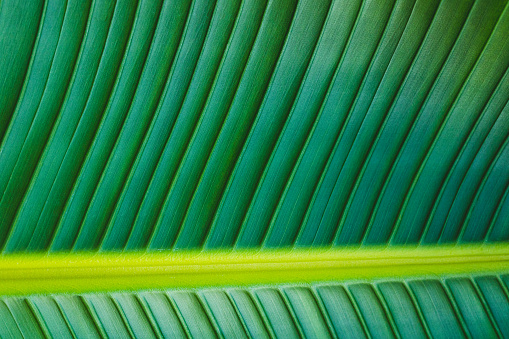 Green palm leaf close up, macro surface, geometry in nature