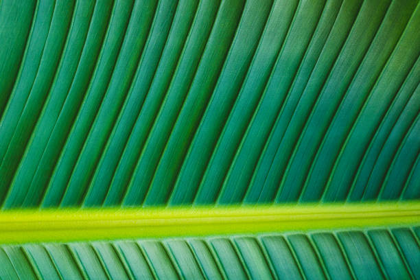 Green palm leaf close up, macro surface, geometry in nature stock photo