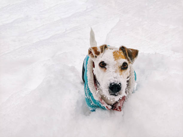 istock Top view of a Jack Russell Terrier dog, with a snow-covered muzzle, walking outdoors in winter 1443054955