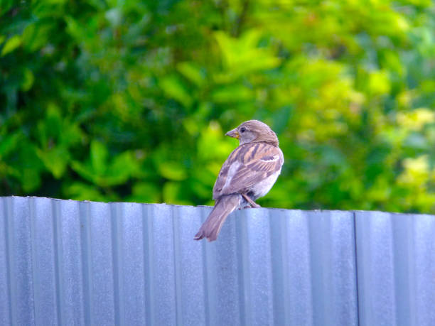 Asian sparrow close-up, sparrows. High quality photo