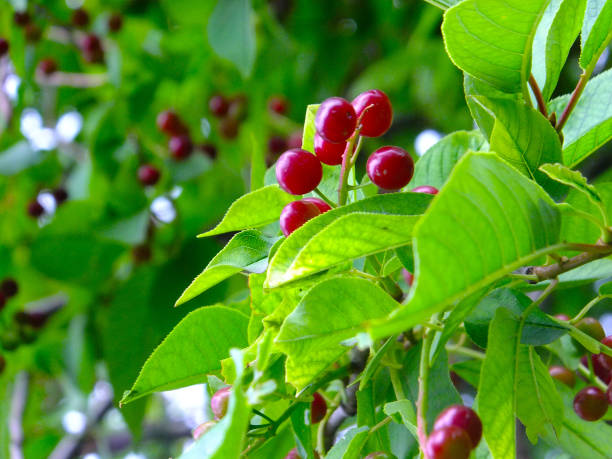 istock The fruit of the red cherry is close-up. 1443055244