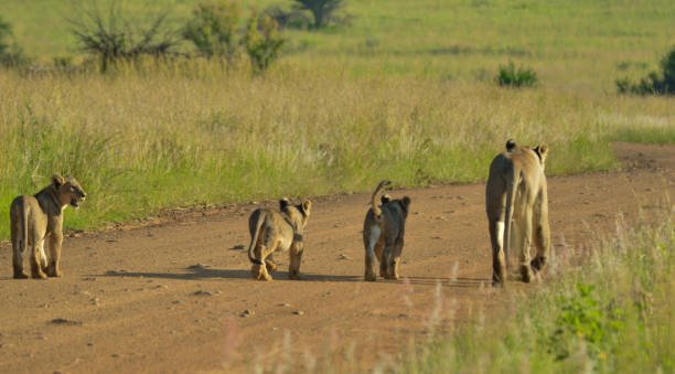 Lioness mother and cute cubs walking to the pride in Kruger national park stock photo