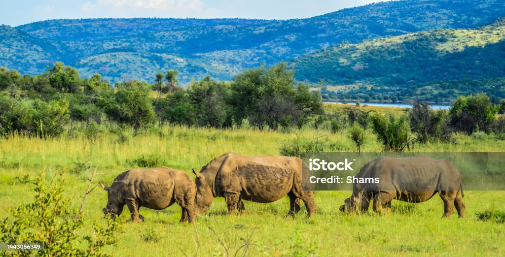 Dehorned White Rhinoceros in it's natural surrounding and landscape De horned White Rhinoceros in it's natural surrounding and landscape in South Africa Africa Stock Photo