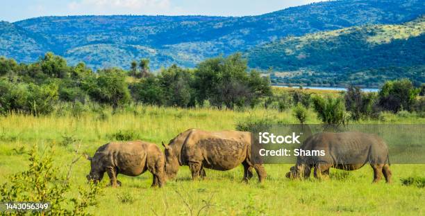 Dehorned White Rhinoceros In Its Natural Surrounding And Landscape Stock Photo - Download Image Now
