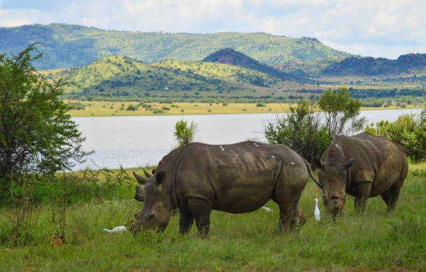 Dehorned White Rhinoceros in it's natural surrounding and landscape stock photo