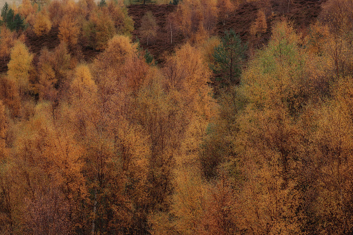 Autumn trees in woods