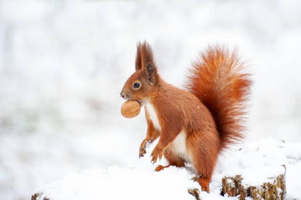 istock Red squirrel in the winter forest . 1443058274